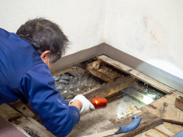 Best Office Mold Removal Services  in North Decatur, GA
