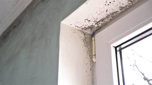 Best Mold Removal Company Near Me  in North Decatur, GA