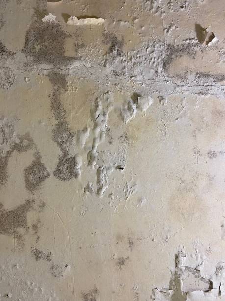 Best Commercial Mold Removal  in North Decatur, GA