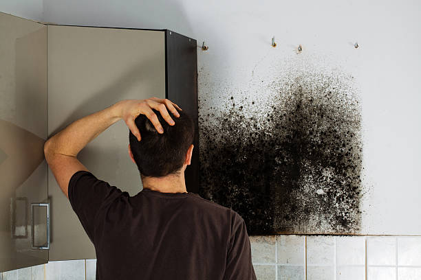 Best Home Mold Removal  in North Decatur, GA