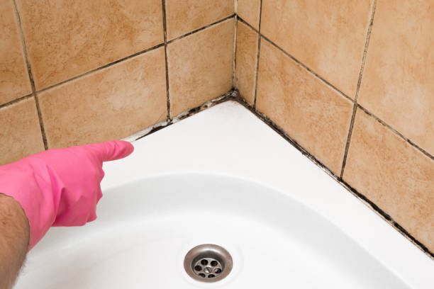 Best Fast Mold Removal  in North Decatur, GA