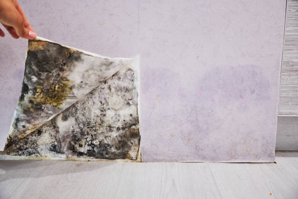 Best Crawl Space Mold Removal  in North Decatur, GA